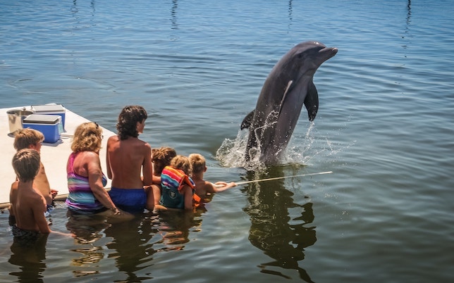 Family swimming with dolphins in Marathon, Florida