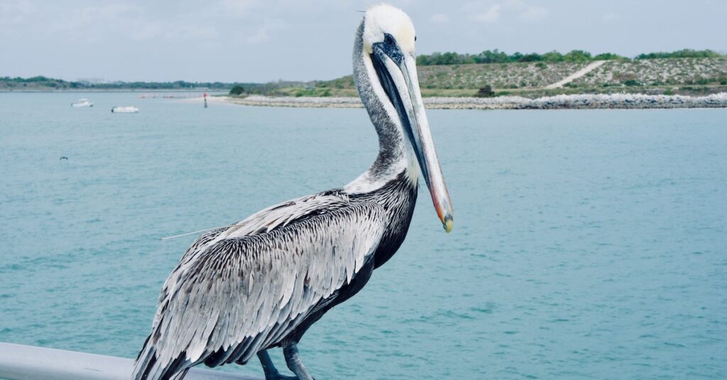 Beautiful bird in Sebastian Inlet, one of the hidden gems in Florida