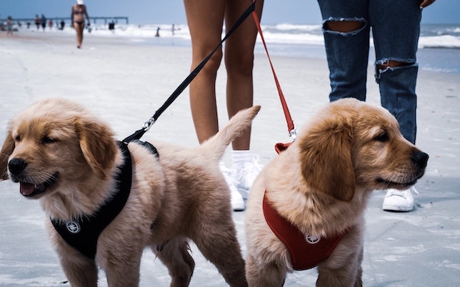 Two puppies walking on the beach in St Augustine, Florida