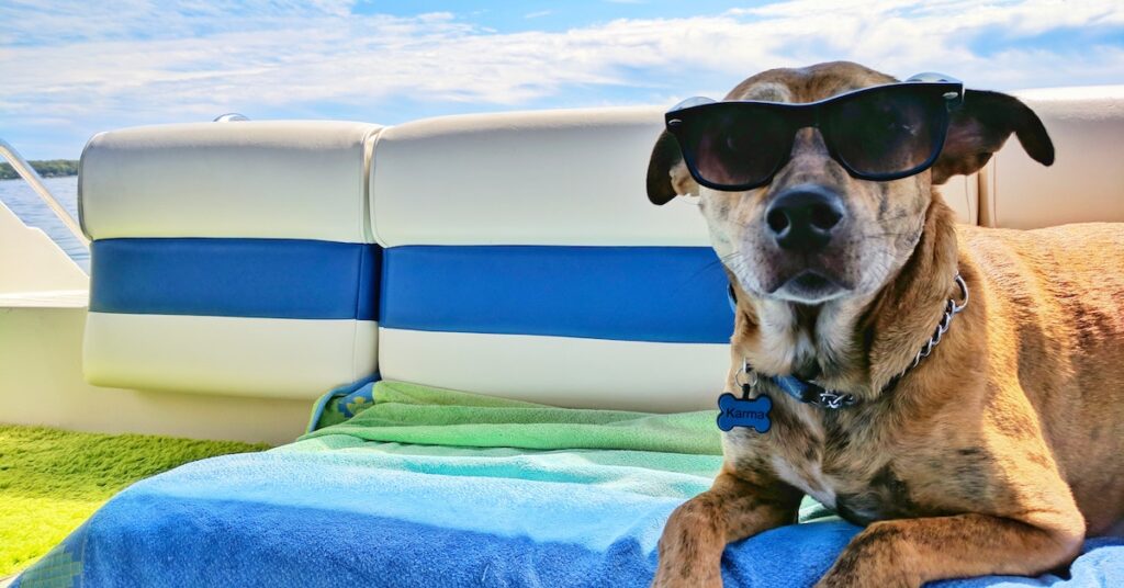 Dog sitting on boat, pontoon with sunglasses