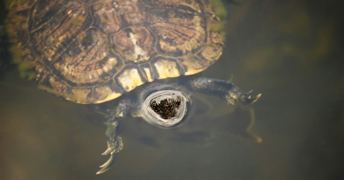 blue hound coy6Dq1wetU unsplash everglades scaled min
