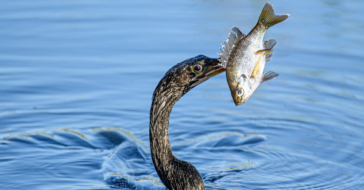 richard sagredo SvVBSm3 x0o unsplash Green Cay Nature Center Wetlands Hagen Ranch Road boyntonbeach scaled min
