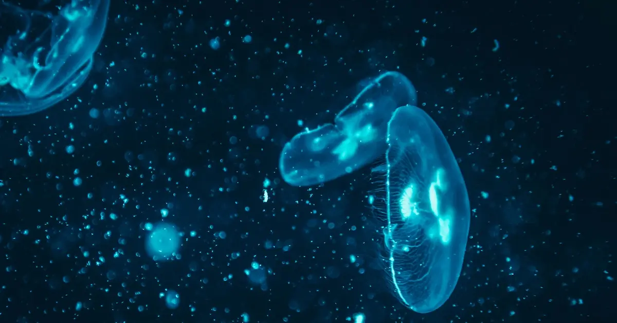Jellyfish and plankton Jellyfish and plankton glowing bright, which causes bioluminiscence in Florida