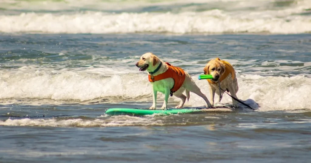 Dog surfing competition in Florida pet-friendly beach in St. Augustine, Flagler Beach and Cocoa Beach for charity.