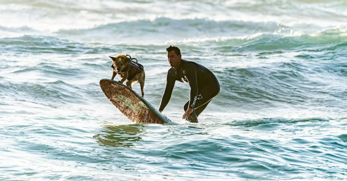 A man and his dog surfing on a paddle board in a Florida beach in a surf competition like Cosmodoggyland Ricochet surf dog