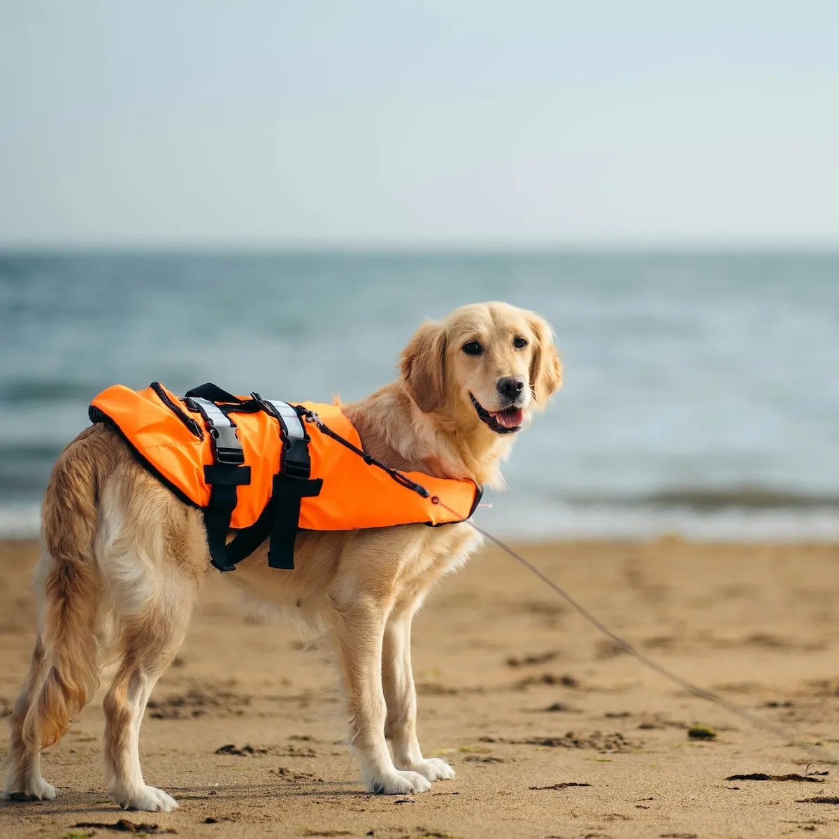 Golden Retriever surf dog at a Florida beach dog surfing competition with a lifejacket waiting to ride the waves