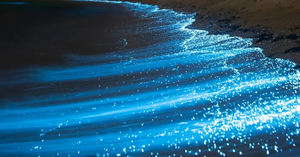 Bioluminescence in Florida waters visible at night on transparent kayak tours and other fun water things to do on vacation